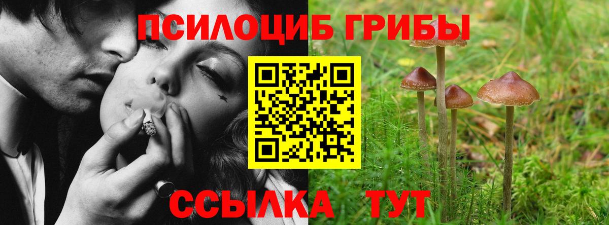 купить наркотики сайты  Псилоцибиновые грибы GOLDEN TEACHER  Вход с VPN  Кириши 